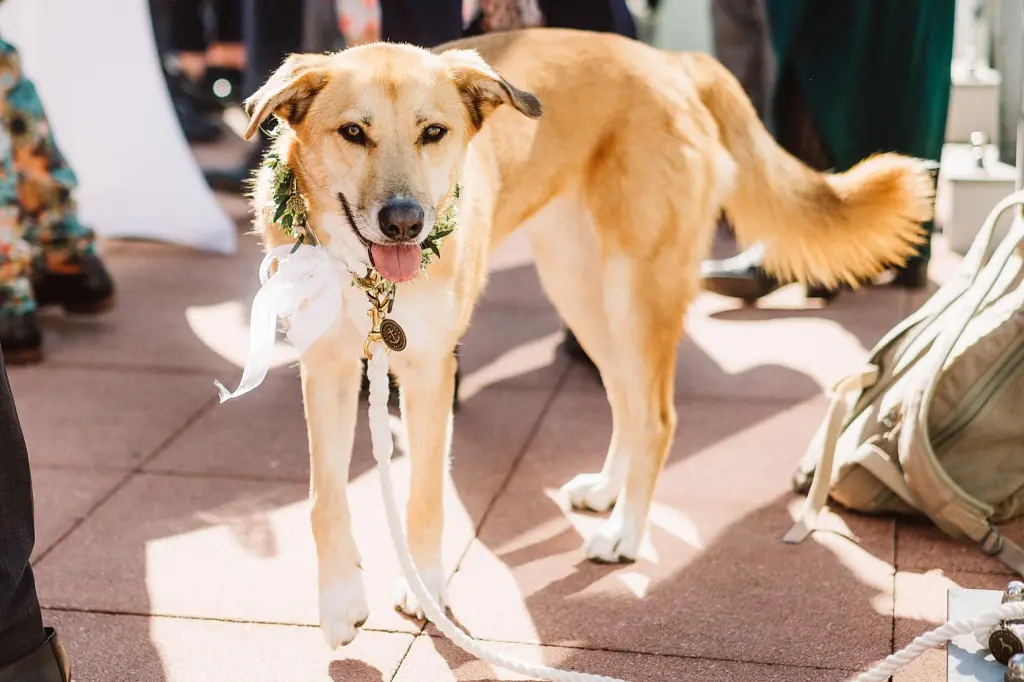 Hund auf der Terrasse des Strandhotel Kurhaus Juist