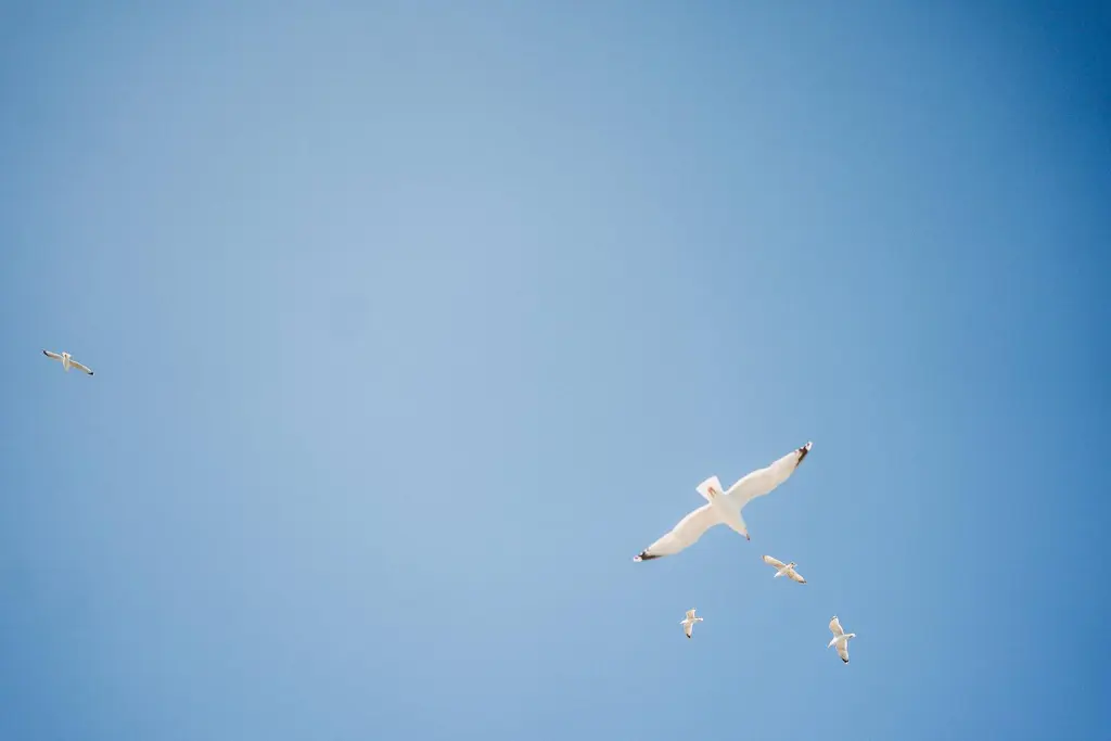 Möwen auf der Insel Juist